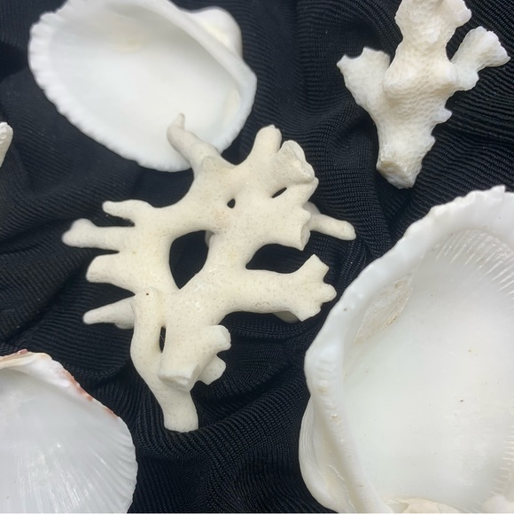 Vintage Shells and Coral from Beach in San Juan, Puerto Rico circa 1972 - Picture 6 of 6